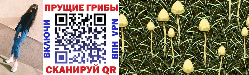 Галлюциногенные грибы Magic Shrooms  Великие Луки 